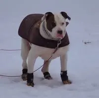 Jodiwynne