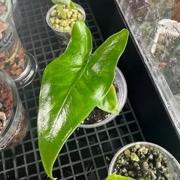 MyOrchidOasis