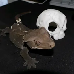 GeckoExpressExotics