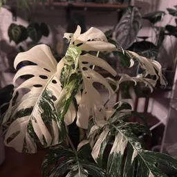 JungleGemPlantCo
