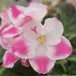 Debbie40940