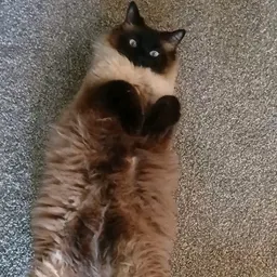 StinkyGuy