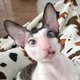 Sammio07