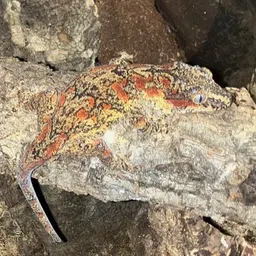 GeckoGuy1234
