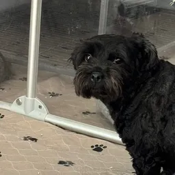 spoopysnoopy