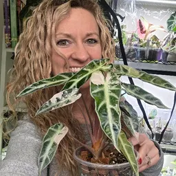 TarariumRarePlants