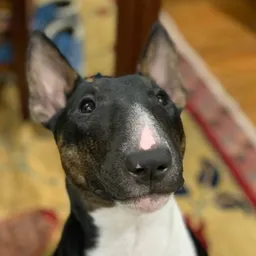 Nipster