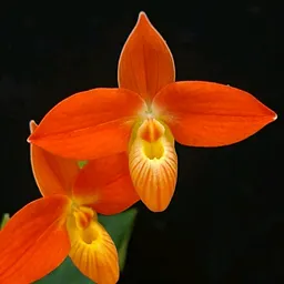 Palustral