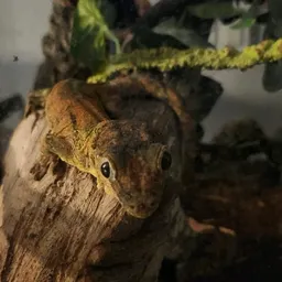 NEWCREATURE