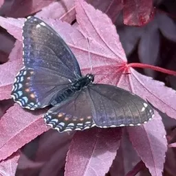 NRay