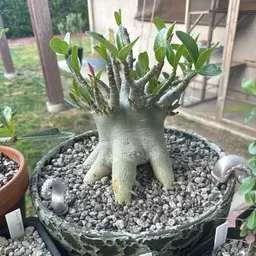 OsoGrande