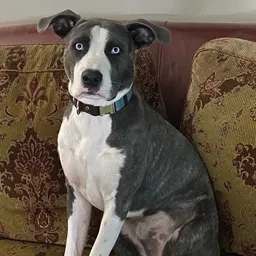 petalsandpawspulldoo