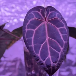 Fatheranthurium