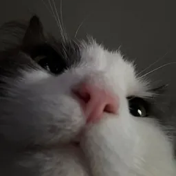 Jubie