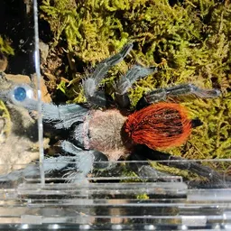 batwitchexotics