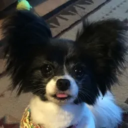 ChloeBeans