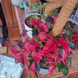 Plantaclause