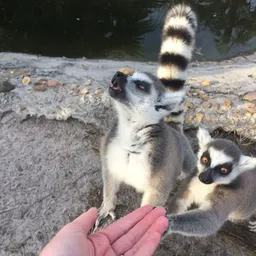 Beeszoocrew