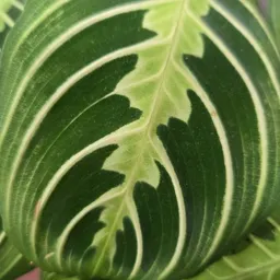 LiteralLeaf