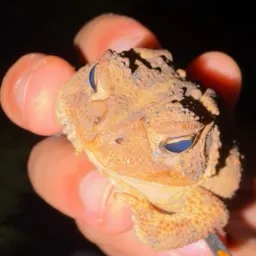 froggyfilodendren