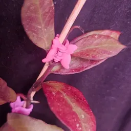 PlantySnatcher