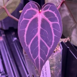 Jonesii