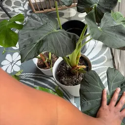 PotHeadButPlants