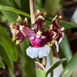 Nats_Blooming_Corner