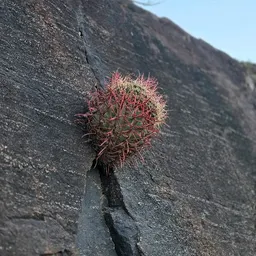 CACTULICIOUS