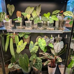 GandalfPlants