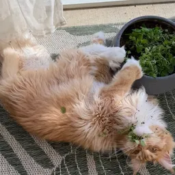 Ihavetomanyplants