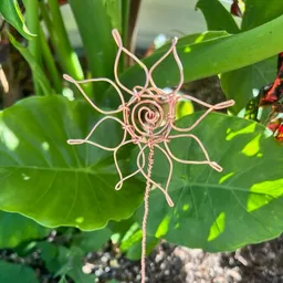 FairyLeafAlocasia
