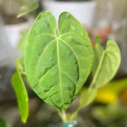 PlantzAndPeace