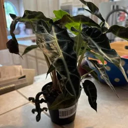 Plant_People12