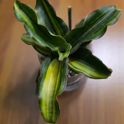 Jazzyemerald26