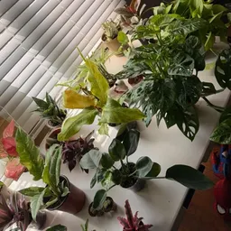 audilovesplants