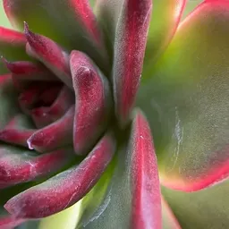 PeaceLovePlants714