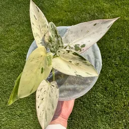 sunny_grass