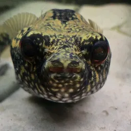 BrianBblazin