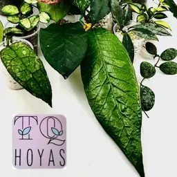 TQHoyas