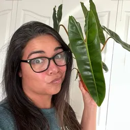 PlantyVetD