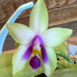 indigania