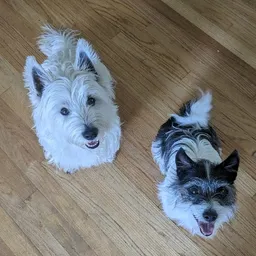 Scruff_Puff_Pups
