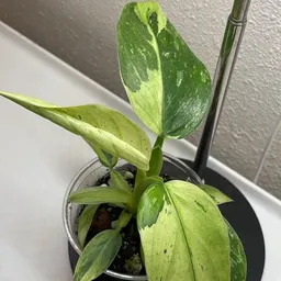 KFixPlants