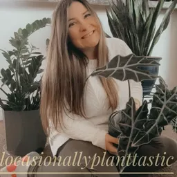 ElegantVine