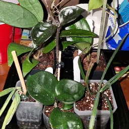 WestynsMomstera45