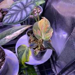 Justplantss