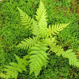 OnlyFerns