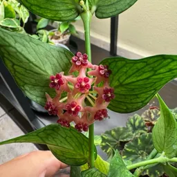 GrowandGlowPlants