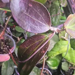 Debtheplanthoarder